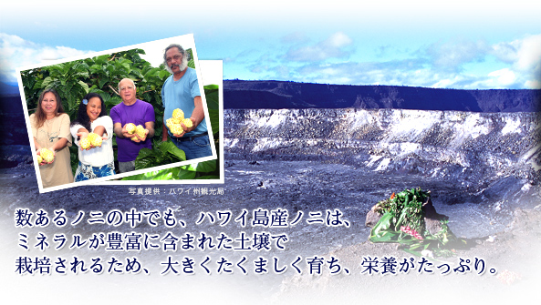 ノニ果実